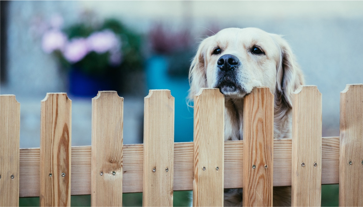 a dog resting his head on a wood fence